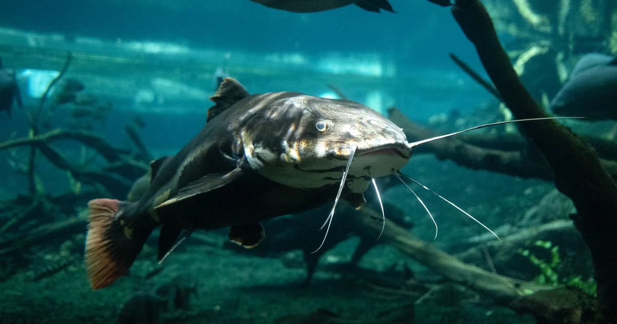 Fresh catfish — is catfish halal according to the four Sunni madhabs?