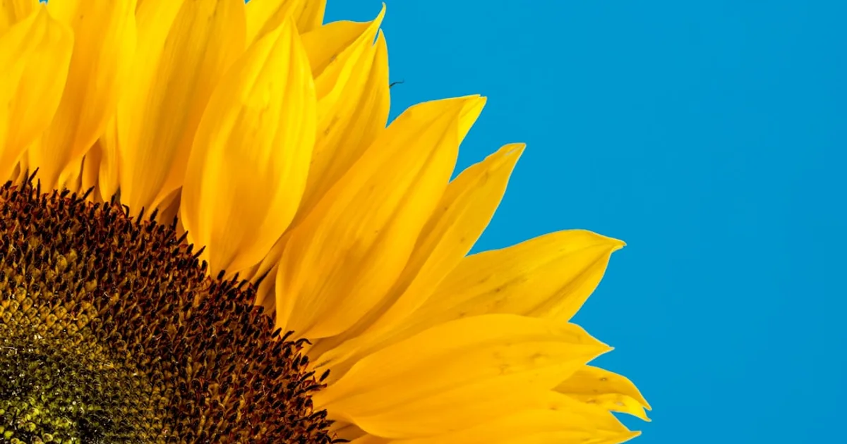 Chocolate and margarine products showing soya lecithin E322 emulsifier on ingredient label