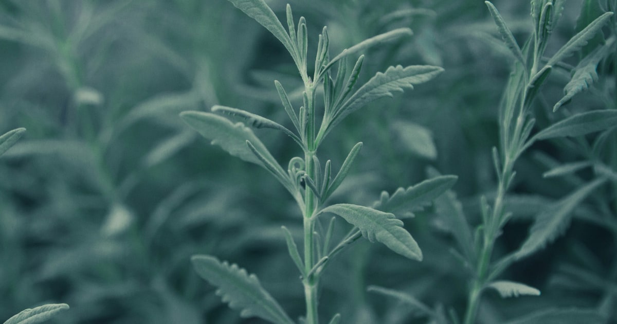Green stevia plant leaves alongside a cup of tea and a white sugar substitute sachet