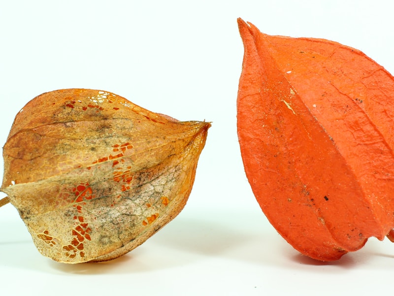 Is Dried Fruit Halal? | HalalCodeCheck
