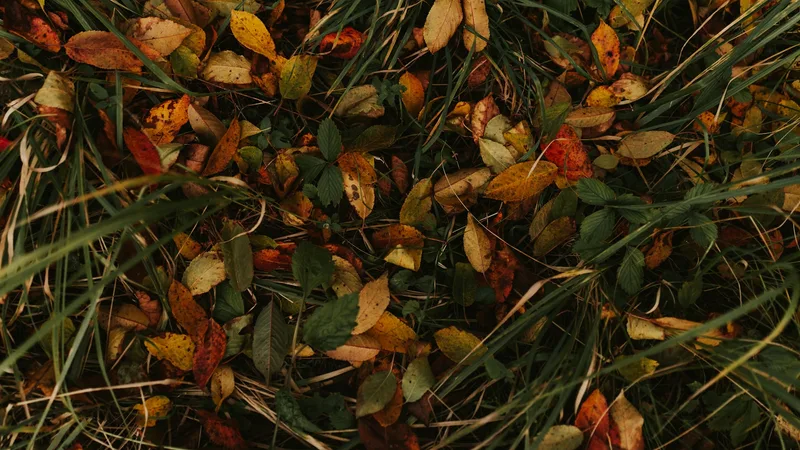 seasoning mixes food additives